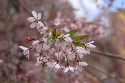 Prunus subhirtella 'Pendula' - višeň chloupkatá - květy